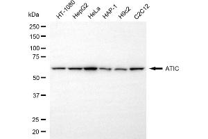 Western blotting analysis using ATIC antibody (ABIN7797425).