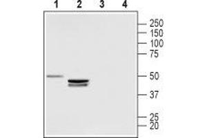 Lysophosphatidic Acid Receptor 3 (LPAR3) peptide