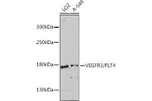 Western blot analysis of extracts of various cell lines, using VEGFR3/FLT4 antibody (ABIN6134454, ABIN6140697, ABIN6140700 and ABIN6215938) at 1:1000 dilution. (FLT4 anticorps  (AA 1200-1300))