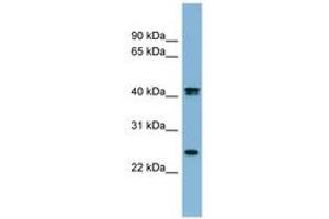 Image no. 1 for anti-Fetuin B (FETUB) (AA 35-84) antibody (ABIN6741781) (FETUB anticorps  (AA 35-84))