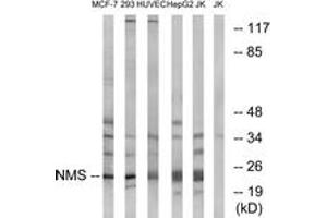 Western blot analysis of extracts from Jurkat/HepG2/HuvEc/293/MCF-7 cells, using NMS Antibody.