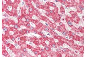 Rabbit Anti-TXN2 antibody Catalog Number: ARP54909 Formalin Fixed Paraffin Embedded Tissue: Human Liver Primary antibody Concentration: 1:100 Secondary Antibody: Donkey anti-Rabbit-Cy3 Secondary Antibody Concentration: 1:200 Magnification: 20x Exposure Time: 0. (TXN2 anticorps  (Middle Region))