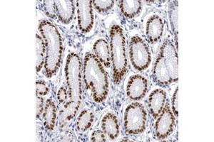 Immunohistochemical staining (Formalin-fixed paraffin-embedded sections) of human stomach tissue with WDHD1 polyclonal antibody  at 1:50 - 1:200 dilution. (WDHD1 anticorps  (AA 231-345))