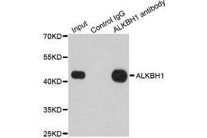 Immunoprecipitation analysis of 200ug extracts of 293T cells using 1ug ALKBH1 antibody (ABIN1882367).