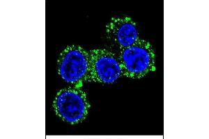 Confocal immunofluorescent analysis of CACNG6 Antibody (Center) (ABIN655983 and ABIN2845367) with HepG2 cell followed by Alexa Fluor 488-conjugated goat anti-rabbit lgG (green).