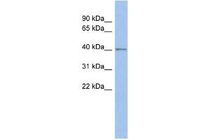 WB Suggested Anti-SPOPL Antibody Titration:  0. (SPOPL anticorps  (Middle Region))
