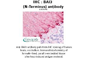 Image no. 1 for anti-Brain-Specific Angiogenesis Inhibitor 3 (BAI3) (Extracellular Domain), (N-Term) antibody (ABIN1732209) (BAI3 anticorps  (Extracellular Domain, N-Term))
