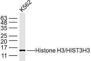 K562 cell lysates; probed with Histone H3/HIST3H3 (3G1) Monoclonal Antibody, unconjugated (bsm-33042M) at 1:300 overnight at 4°C followed by a conjugated secondary antibody for 60 minutes at 37°C. (Histone 3 anticorps  (AA 1-50))
