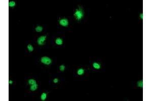 Anti-GATM mouse monoclonal antibody (ABIN2454803) immunofluorescent staining of COS7 cells transiently transfected by pCMV6-ENTRY GATM (RC200474). (GATM anticorps)