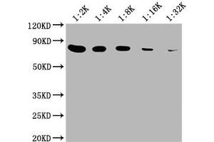 Western Blot Positive WB detected in: 20 μg hela whole cell lysate HSPA8 antibody at 1:2000, 1:4000, 1:8000, 1:16000, 1:32000 Secondary Goat polyclonal to mouse IgG at 1/50000 dilution Predicted band size: 70~75 KDa Observed band size: 70~75 KDa Exposure time: 5 min