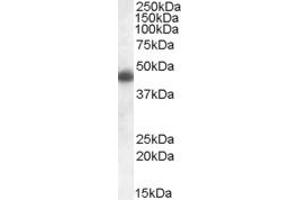 ABIN308434 (1µg/ml) staining of Human Frontal Cortex lysate (35µg protein in RIPA buffer).