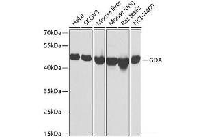 Western blot analysis of extracts of various cell lines using GDA Polyclonal Antibody at dilution of 1:1000. (GDA anticorps)