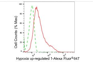 Flow cytometric analysis of hypoxia up-regulated 1 expression in HepG2 cells using hypoxia up-regulated 1 antibody (ABIN7799019), 1:2,000). (Recombinant HYOU1 anticorps)