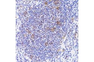 Immunohistochemistry of paraffin-embedded mouse spleen using NASP Antibody.