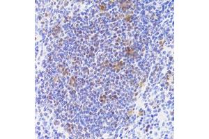 Immunohistochemistry of paraffin-embedded mouse spleen using NASP Antibody. (NASP anticorps  (AA 180-449))