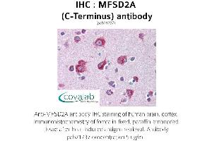 Image no. 2 for anti-Major Facilitator Superfamily Domain Containing 2A (MFSD2A) (C-Term) antibody (ABIN1736932) (MFSD2A anticorps  (C-Term))