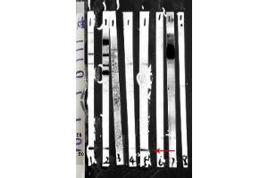 Western blot analysis of ABIN6268964 expression in various lysates 1 Rat brain 2 mouse brain 3 mouse lung 4 HeLa 5 HEPG2 6 293 7 Mouse spleen 8 Rat heart