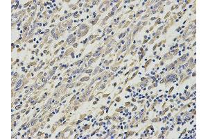 Immunohistochemistry (IHC) image for anti-Histamine N-Methyltransferase (HNMT) antibody (ABIN1873063) (HNMT anticorps)