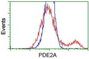 HEK293T cells transfected with either RC207219 overexpress plasmid (Red) or empty vector control plasmid (Blue) were immunostained by anti-PDE2A antibody (ABIN2454183), and then analyzed by flow cytometry. (PDE2A anticorps)