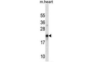 CREG1 Antibody (N-term) western blot analysis in mouse heart tissue lysates (35µg/lane). (CREG1 anticorps  (N-Term))