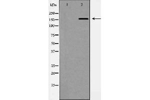 Western blot analysis of extracts of A549 lysate, using ABCC1antibody. (ABCC1 anticorps  (N-Term))