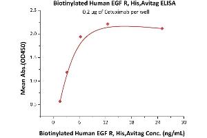 Immobilized Cetuximab at 2 μg/mL (100 μL/well) can bind Biotinylated Human EGF R, His,Avitag (ABIN5674594,ABIN6253697) with a linear range of 2-6 ng/mL (QC tested). (EGFR Protein (AA 25-645) (His tag,AVI tag,Biotin))
