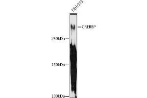 Western blot analysis of extracts of NIH/3T3 cells, using CREBBP antibody (ABIN6127660, ABIN6139021, ABIN6139023 and ABIN6217295) at 1:1000 dilution. (CBP anticorps  (AA 100-200))