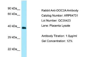 Western Blotting (WB) image for anti-Double C2-Like Domains, alpha (DOC2A) (N-Term) antibody (ABIN2789938)