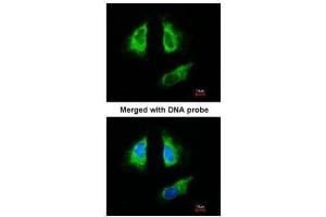 ICC/IF Image Immunofluorescence analysis of paraformaldehyde-fixed HeLa, using 14-3-3 beta , antibody at 1:200 dilution.