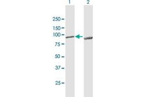 Western Blot analysis of LETM1 expression in transfected 293T cell line by LETM1 MaxPab polyclonal antibody. (LETM1 anticorps  (AA 1-739))