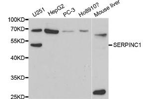 Western blot analysis of extracts of various cell lines, using SERPINC1 antibody. (SERPINC1 anticorps)