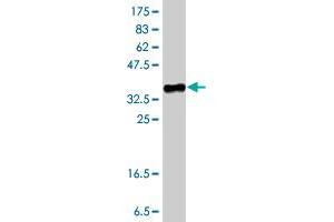Western Blot detection against Immunogen (37 KDa) .