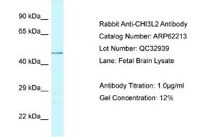Western Blotting (WB) image for anti-Chitinase 3-Like 2 (CHI3L2) (N-Term) antibody (ABIN2789064) (CHI3L2 anticorps  (N-Term))