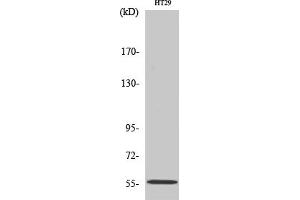 Western Blot analysis of HT29 cells using TrxR2 Polyclonal Antibody.