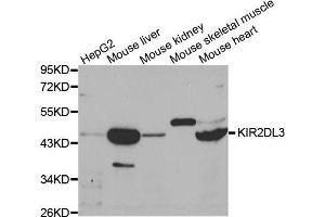 Western blot analysis of extracts of various cell lines, using KIR2DL3 antibody.