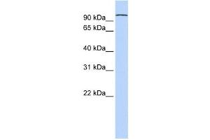 Western Blotting (WB) image for anti-Protocadherin alpha 3 (PCDHA3) antibody (ABIN2459348) (PCDHA3 anticorps)