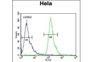 POTEH Antibody (N-term) (ABIN651179 and ABIN2840114) flow cytometric analysis of Hela cells (right histogram) compared to a negative control cell (left histogram). (POTEH anticorps  (N-Term))