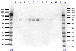 Western Blot of Rabbit anti-KLF4 antibody Western Blot of Rabbit anti-KLF4 antibody.