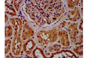IHC image of ABIN7148531 diluted at 1:600 and staining in paraffin-embedded human kidney tissue performed on a Leica BondTM system. (CPNE8 anticorps  (AA 349-498))
