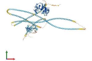 AlphaFold protein structure predicition of Mouse Recombinant Rock2 Protein, UniprotID P70336
