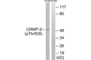 Western blot analysis of extracts from HT-29 cells, treated with heat shock, using CRMP2 (Phospho-Thr509) antibody. (DPYSL2 anticorps  (pThr509))