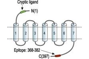 anti-Coagulation Factor II (thrombin) Receptor-Like 1 (F2RL1) (AA 368-382), (C-Term), (Intracellular) antibody