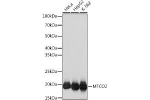 Western blot analysis of extracts of various cell lines, using MTCO2 Rabbit mAb (ABIN7266638) at 1:1000 dilution.