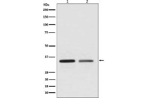Western blot analysis of WNT2 expression in (1) Jurkat cell lysate, (2) SKBR-3 cell lysate.