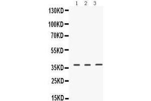 Western Blotting (WB) image for anti-Endogenous Retrovirus Group W, Member 1 (ERVW-1) (AA 406-435), (C-Term) antibody (ABIN3042377)