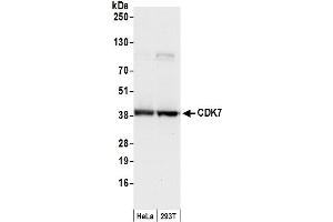 Western Blotting (WB) image for anti-Cyclin-Dependent Kinase 7 (CDK7) (C-Term) antibody (ABIN7455080) (CDK7 anticorps  (C-Term))