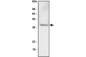 Western blot analysis of A-549 (lung carcinoma) cell lysate was resolved by SDS - PAGE , transferred to PVDF membrane and probed with LYVE1 monoclonal antibody , clone 4G1 (1 : 500)  . (LYVE1 anticorps  (AA 25-235))