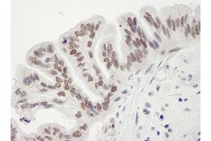 Immunohistochemistry (IHC) image for anti-Retinoblastoma Binding Protein 7 (RBBP7) (C-Term) antibody (ABIN7448758) (RBBP7 anticorps  (C-Term))
