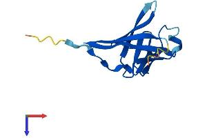 AlphaFold protein structure predicition of Mouse Recombinant Tcl1a Protein, UniprotID P56280