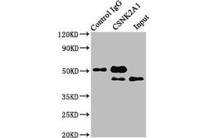 Immunoprecipitating CSNK2A1 in Hela whole cell lysate Lane 1: Rabbit control IgG instead of ABIN7146885 in Hela whole cell lysate. (CSNK2A1/CK II alpha anticorps  (AA 1-391))